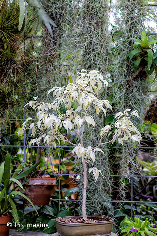 Mill Nature Presrve Conservatory