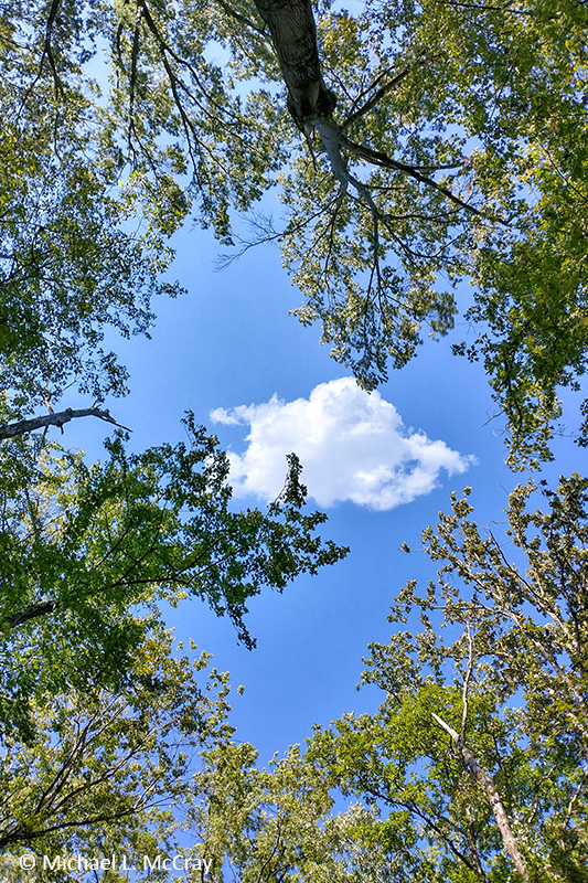 Sky shines through the trees