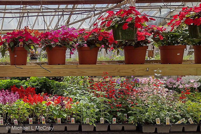 Donald A. Schuster Greenhouse Image