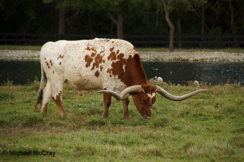 Long Horn Steer at Green Circle Growers
