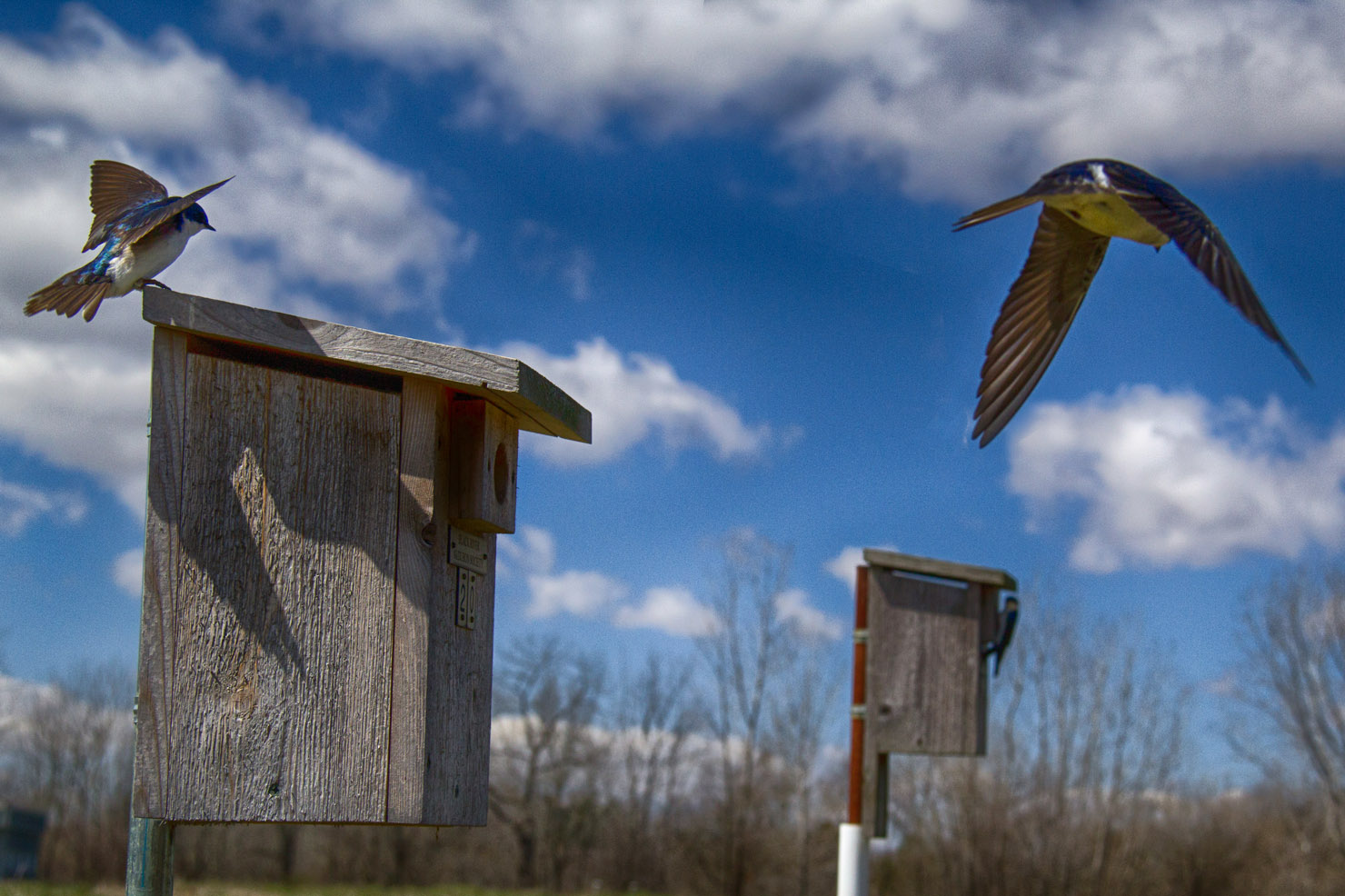 Bird along the trail