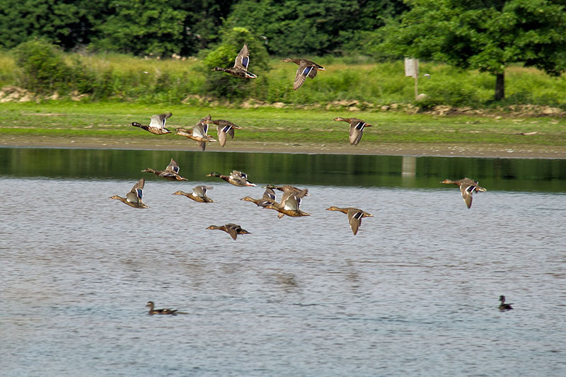 Carlisle Reservation Duck Pond Image