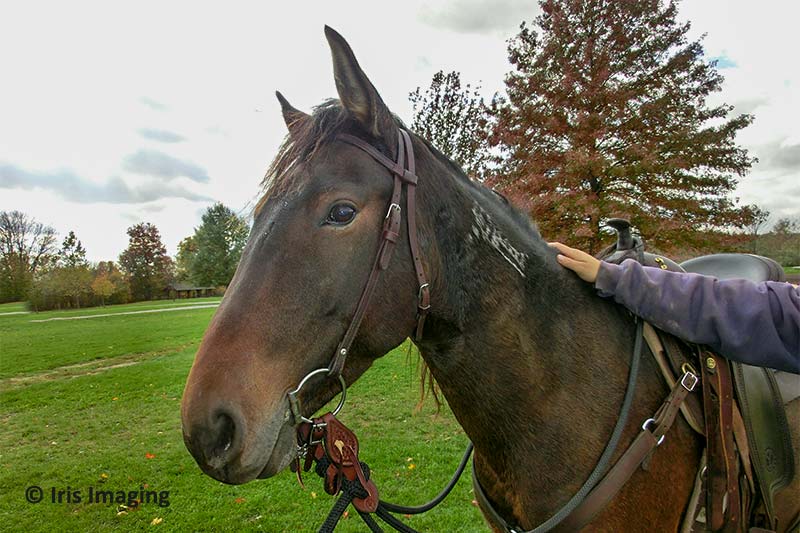 Carlisle Reservation Horse Trail Image