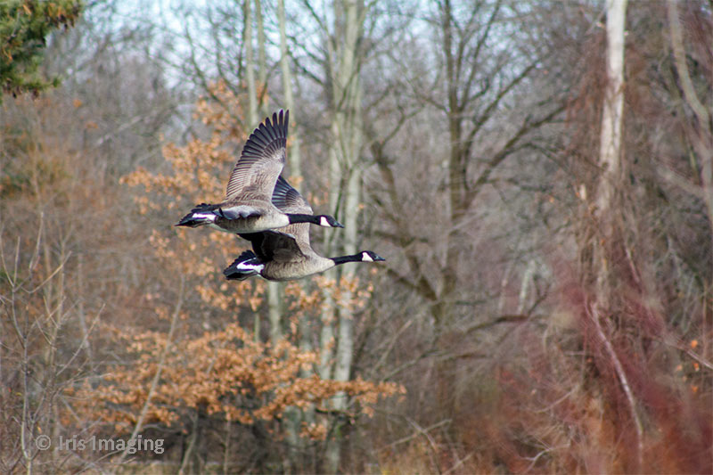 Geese in flight over east pond