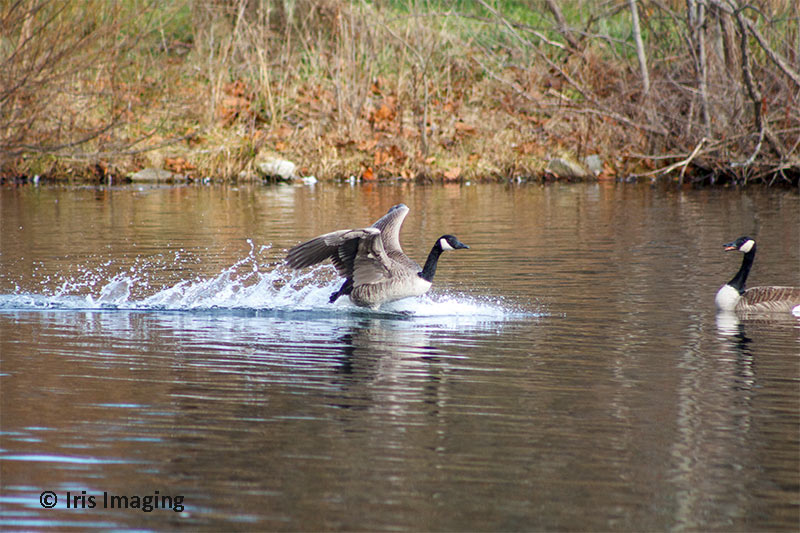 Landing in east pond