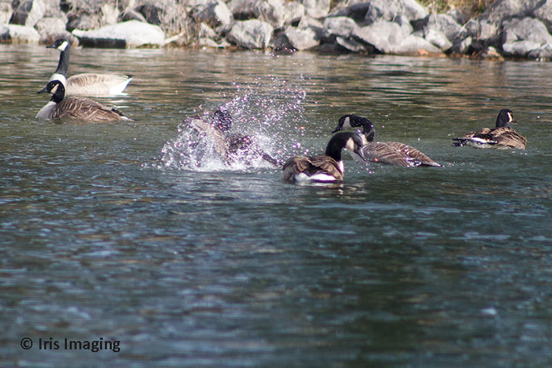 Splashing around in east pond