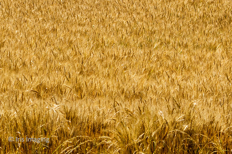 Wheat in the fields of Wellington Township
